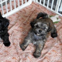 Havanese Puppies from Court Jester Havanese