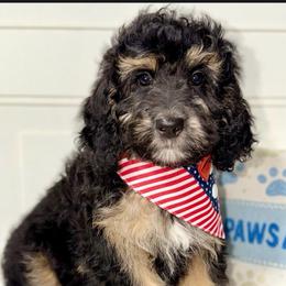 Liberty - Wavy Coat - Tri-color female Bernedoodle puppy in Beecher, Illinois from Erica’s Doodles