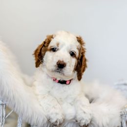 Goldendoodle Puppies from Woodstock Doodles, LLC
