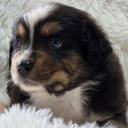 KB.BTM2 - Black tri male Miniature Australian Shepherd puppy in Deer Lodge, Tennessee from KSH Aussie Haven