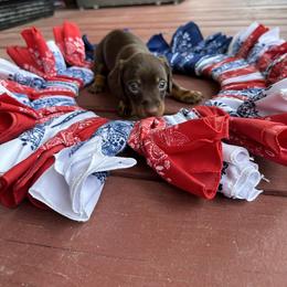 Dachshund Puppies from Johnson’s Weiner Farm