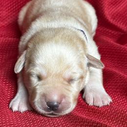 Girl 1 - Yellow female Labrador Retriever puppy in Vero Beach, Florida from Southern Sunshine Labradors
