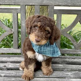 Neville - Tri-color Bernedoodle puppy in Paw Paw, Michigan from Ockerdoodle Puppies