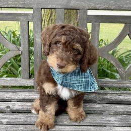 Neville - Tri-color Bernedoodle puppy in Paw Paw, Michigan from Ockerdoodle Puppies