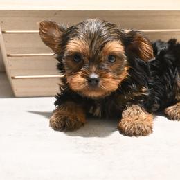 LeBron - Black and gold male Yorkshire Terrier puppy in Maple Heights, Ohio from Yorkiesllc