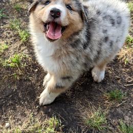 Australian Shepherd Puppies from Firelight Australian Shepherds