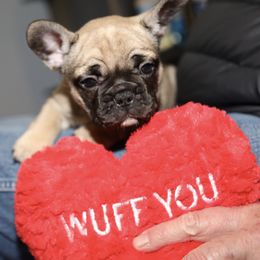 French Bulldog Puppies from Camp Fine Frenchies