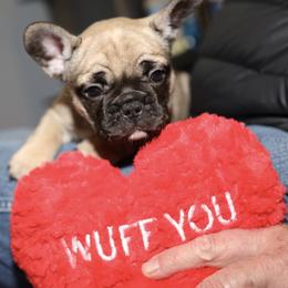 French Bulldog Puppies from Camp Fine Frenchies
