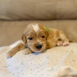 Green Collar CHINI - Apricot male Goldendoodle puppy in Salem, Utah from Aspen Doodles Utah