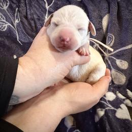 Snow - White and liver brown female Dalmatian puppy in Travelers Rest, South Carolina from Cotton Top