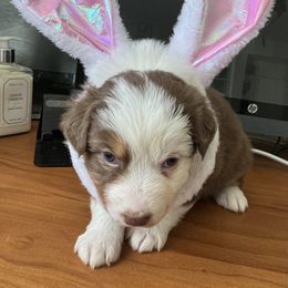 Australian Shepherd Puppies from Fly by Nite Australian Shepherds