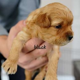 Black collar male - Brown male Shihpoo puppy in Williamsville, New York from Nell’s Doodle & Dolls