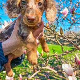Dachshund and Miniature Schnauzer Puppies from The Bossy Doxie Farm