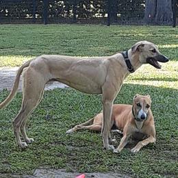 Dragon - Whippet