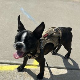 Boston Terrier Puppies from Dismond BT Farm