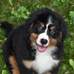 Pink girl - Tri-color female Bernese Mountain Dog puppy in Waukesha, Wisconsin from Bernese Boutique
