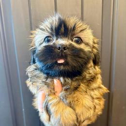 Zeus - Liver and white male Shih Tzu puppy in Stroud, Oklahoma from Laik’s Little Shihtz & Poms