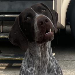 Summer - German Shorthaired Pointer