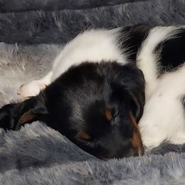 Dachshunds from Weiner Warriors