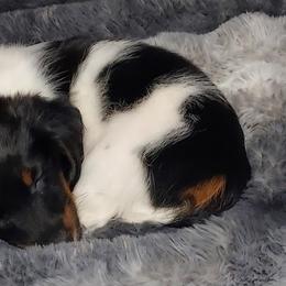 Dachshunds from Weiner Warriors
