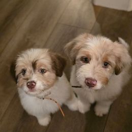 White - Brown merle female Aussiedoodle puppy in Cool, California from Foothill Aussies