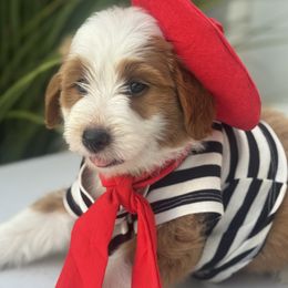 Pollock - Apricot male Assorted Doodle Crosses puppy in Wayne, West Virginia from Faith, Feathers & FurBabies
