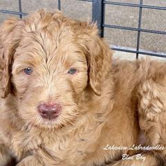 Australian Labradoodle Puppies from Lakeview Labradoodles