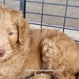 Australian Labradoodle Puppies from Lakeview Labradoodles