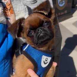 Shark - Belge male Brussels Griffon puppy in Castro Valley, California from Looking Glass Brussels Griffons