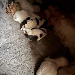 Walnut - Merle male Labradoodle puppy in Somerset, California from Annie’s Animals