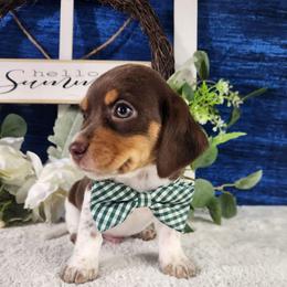 Benji - Brown white and tan male Beagle puppy in Pottersville, Missouri from Lovan's Spring Creek Kennel