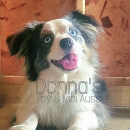 Meeko - Toy Australian Shepherd