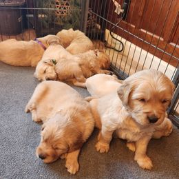 Girl 1 - Golden Golden Retriever puppy in Payson, Arizona from Bullet Retrievers