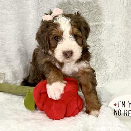 Mouse Queen - female Golden Mountain Doodle puppy in Victoria, Texas from Deidre's Doodles