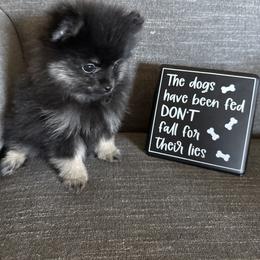 Julia - Black and tan female Pomeranian puppy in Boaz, Alabama from Moody’s Poms