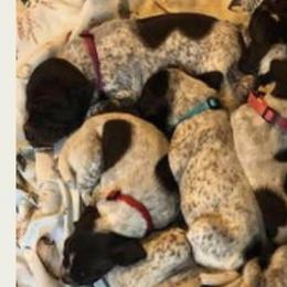 American Bullies, German Shorthaired Pointers, and German Wirehaired Pointers from Shoreline Pointers & Salty bullyz