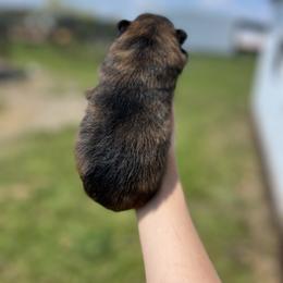 Tigger - Brindle male Pomeranian puppy in Nashville, Arkansas from Cuddles n Curls