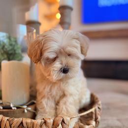 Max - Wheaten male Miniature Schnauzer puppy in Orange City, Florida from Xaysha’s Miniature Schnauzers