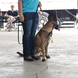 Belgian Malinois from D-Dog Stud Services