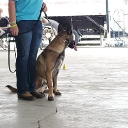 Belgian Malinois from D-Dog Stud Services