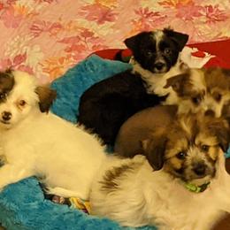 Chinese Crested Puppies from Acajun Cresteds