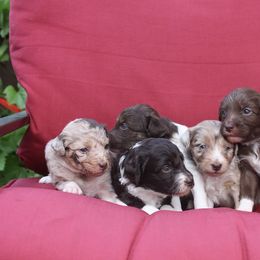 Aussiedoodle Puppies from DuWoof