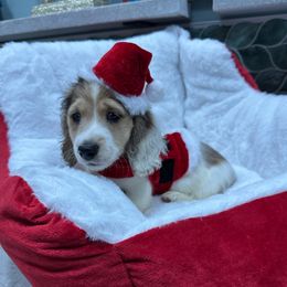 Bruno Lopez - Dapple male Dachshund puppy in Irving, Texas from DFW Dachshunds by G & S