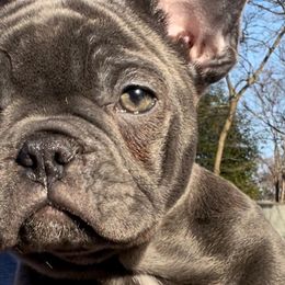 French Bulldogs from Frenchie In The Now