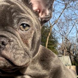 French Bulldogs from Frenchie In The Now