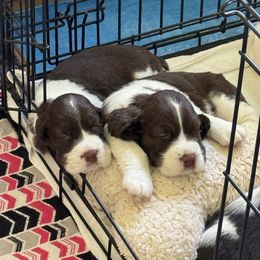 English Springer Spaniel Puppies from Solaire Springers
