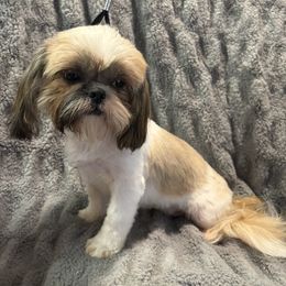 Tori - Gold and white female Shih Tzu puppy in Onawa, Iowa from Parico Puppies