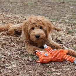 Goldendoodle Puppies from Knapp's Paw Prints