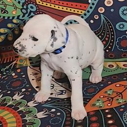Dalmatian Puppies from Samba Flavors