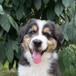 Australian Shepherd Puppies from Mtn Hollow